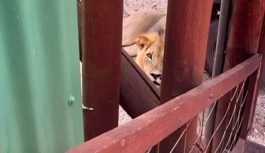 Lion naps outside safari camp entrance, trapping guests