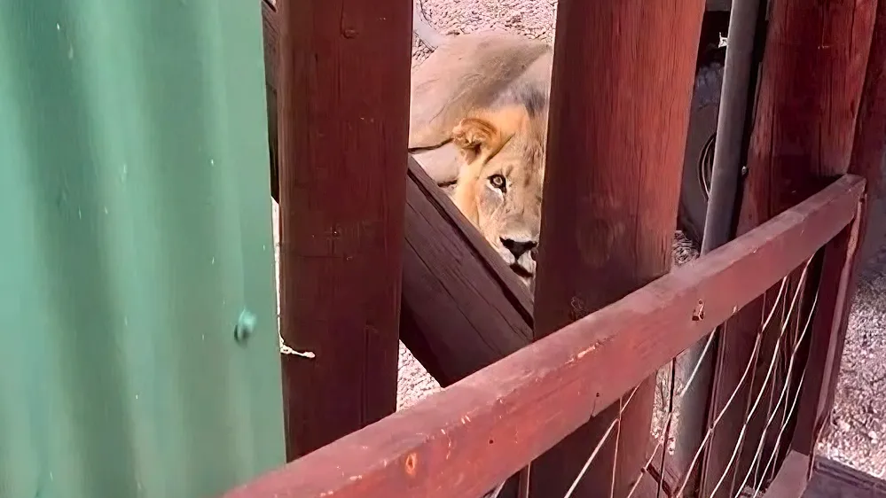 Lion naps outside safari camp entrance, trapping guests