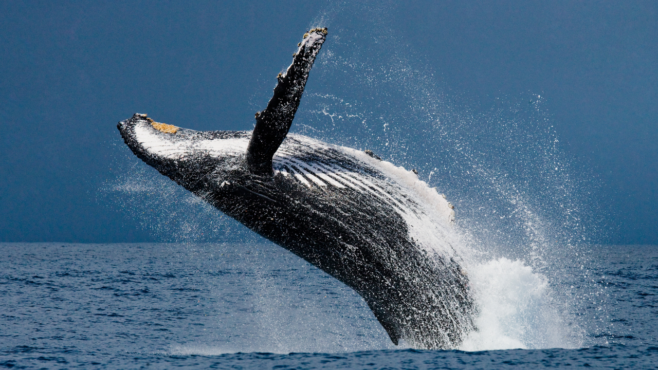 Image Credit: Canva Humpback Whale