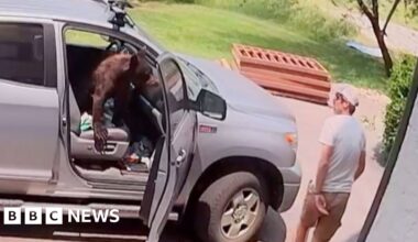 Watch: Man comes face-to-face with bear inside truck - BBC