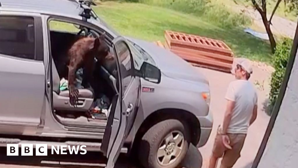 Watch: Man comes face-to-face with bear inside truck - BBC