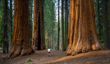 Sequoia National Park