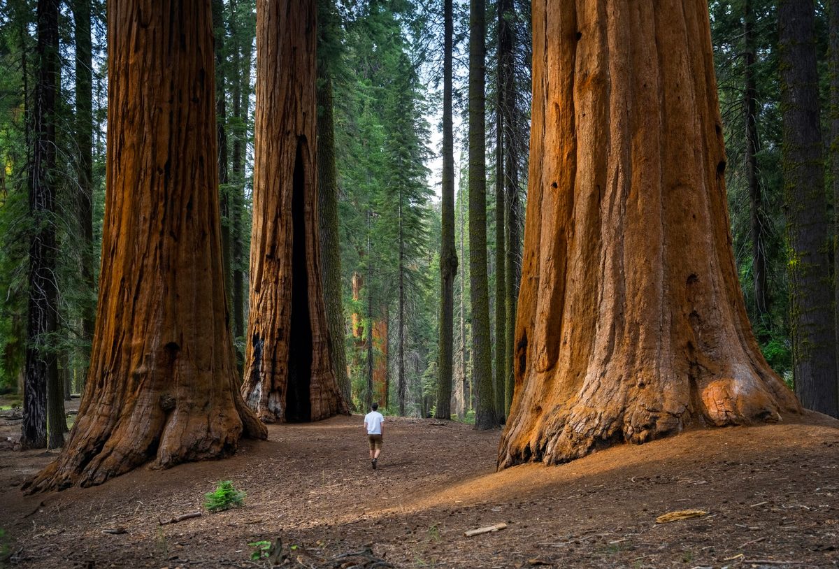Sequoia National Park