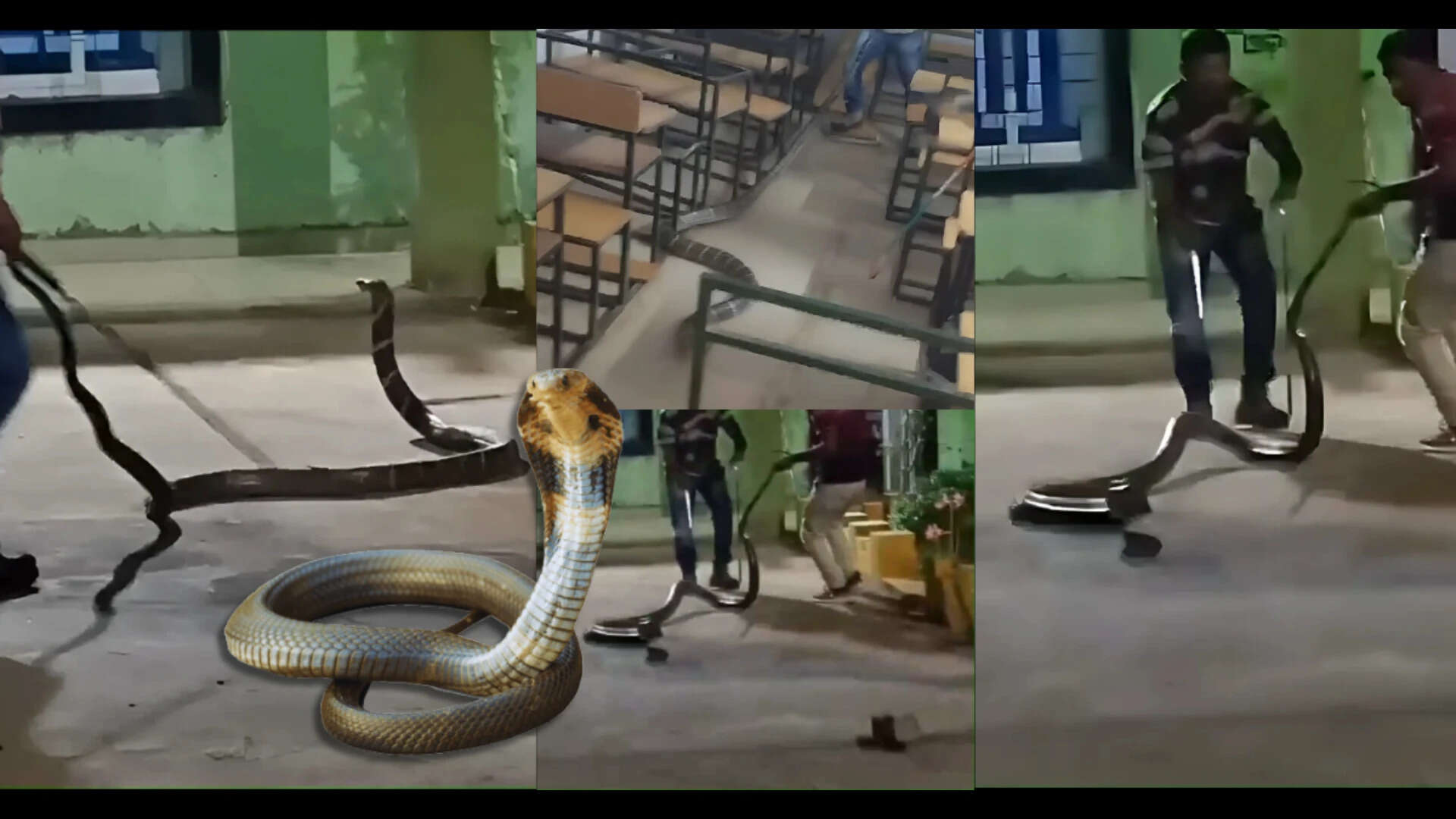 20-foot venomous snake found in India classroom. 20-foot venomous snake found in India classroom.<br>