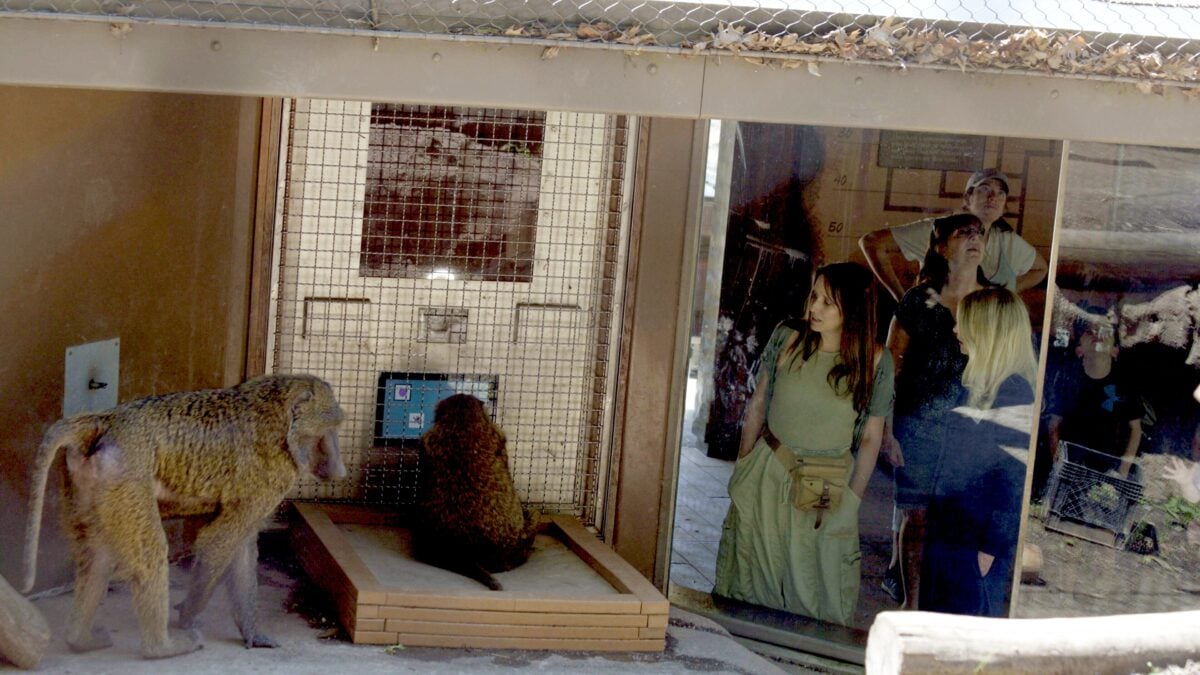 Monkeys Have Geometry Abilities On Par With Human Children Prior to Formal Education