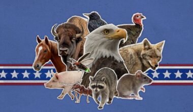What is the most American animal?