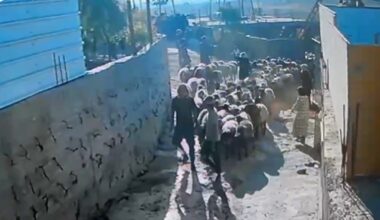 Israeli settlers filmed taking Palestinian livestock under IDF protection