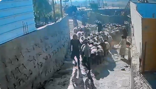 Israeli settlers filmed taking Palestinian livestock under IDF protection