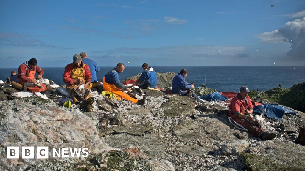 Permission sought for traditional guga hunt to take place this year - BBC
