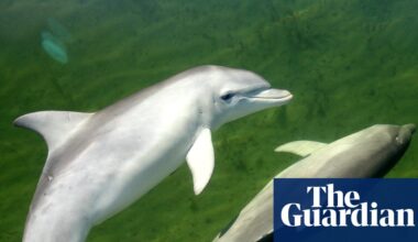 Dolphin deaths in South Australia spike after algal bloom decimates food sources | Marine life
