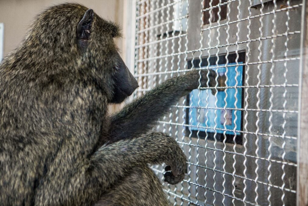 Monkeys Have Geometry Abilities On Par With Human Children Prior to Formal Education