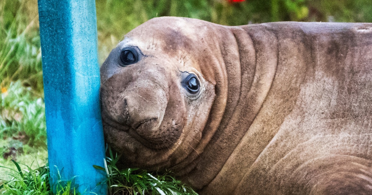 Australian officials ask fans to respect the privacy of Neil, a 1-ton seal who respects nothing