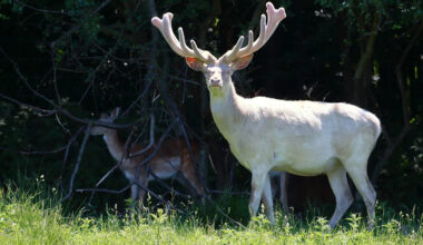 Breathtaking White Deer Shows Up in Woman’s Yard — and She Looks Like an Angel