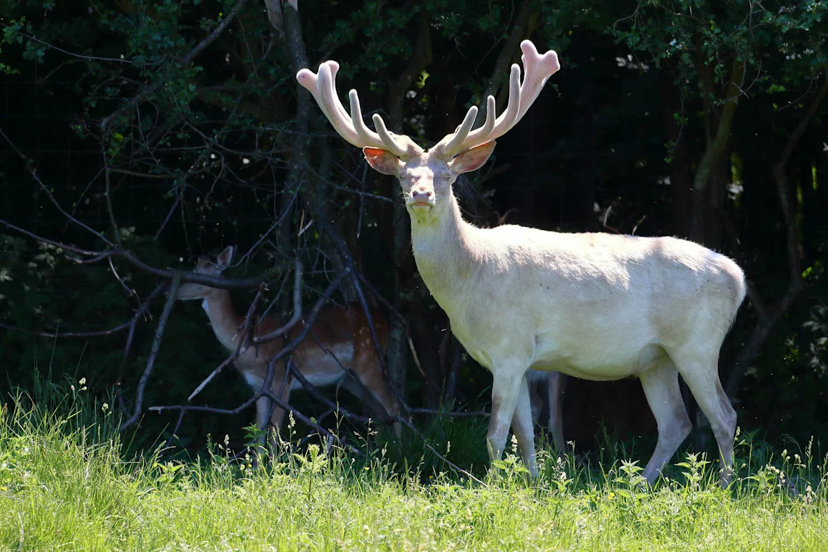 Breathtaking White Deer Shows Up in Woman’s Yard — and She Looks Like an Angel