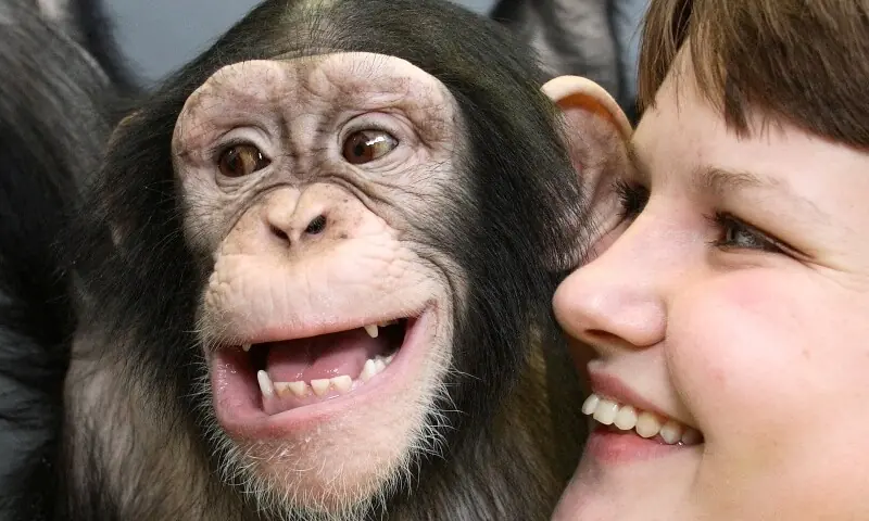 Humans and great apes show similar rhythmic pattern in laughter - World