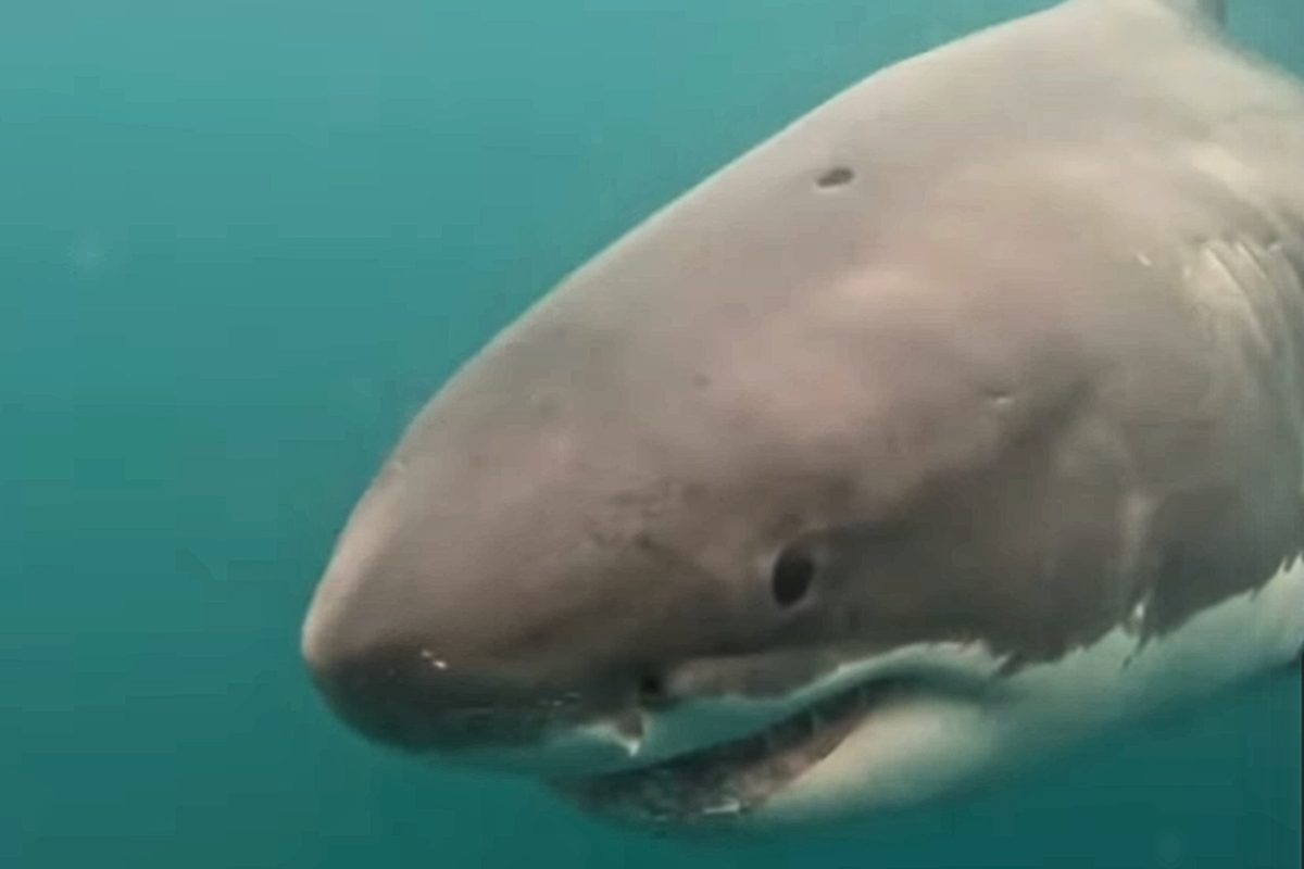 Great white shark scar