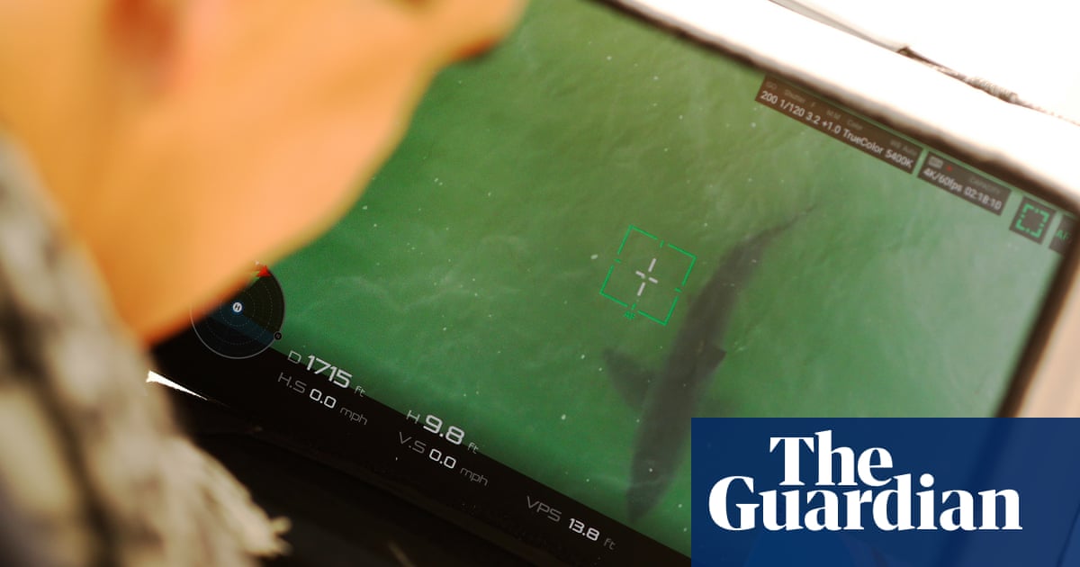 Drones are detecting more sharks at US beaches but do they make public safer? | Sharks
