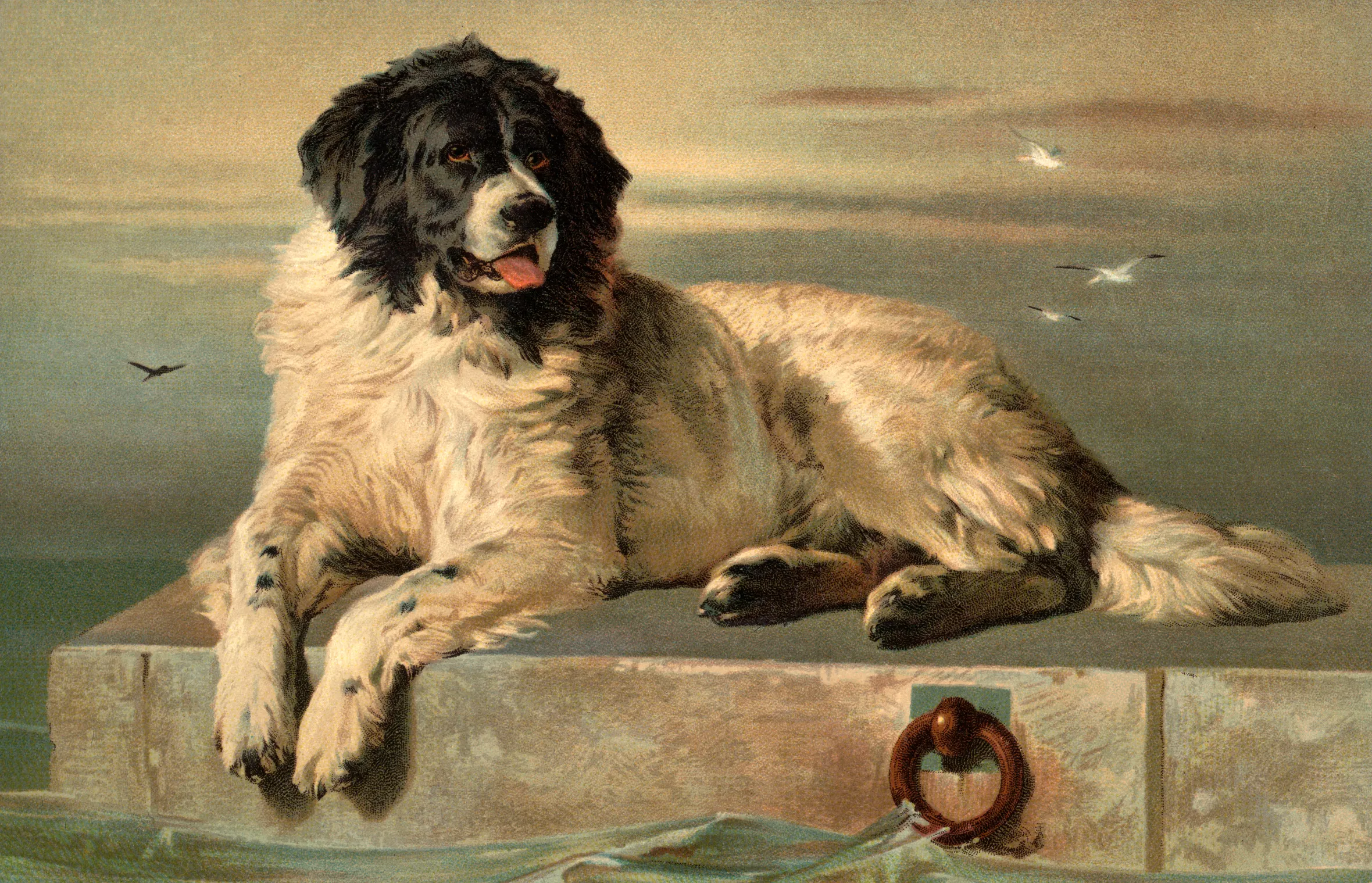 Illustration of a Landseer Newfoundland dog resting on a stone wall overlooking water, with gulls flying in the background.
