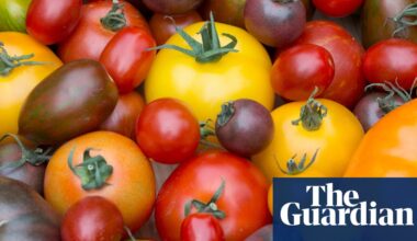 Britons give classic round tomato the red card as coloured and vine varieties score | Tomatoes