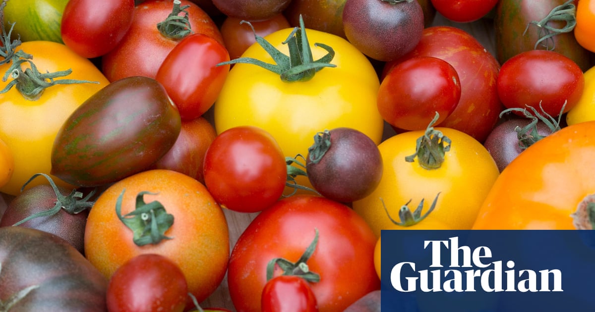 Britons give classic round tomato the red card as coloured and vine varieties score | Tomatoes