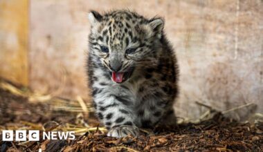 Snow leopard cubs venture outside for first time at Highland Wildlife Park - BBC