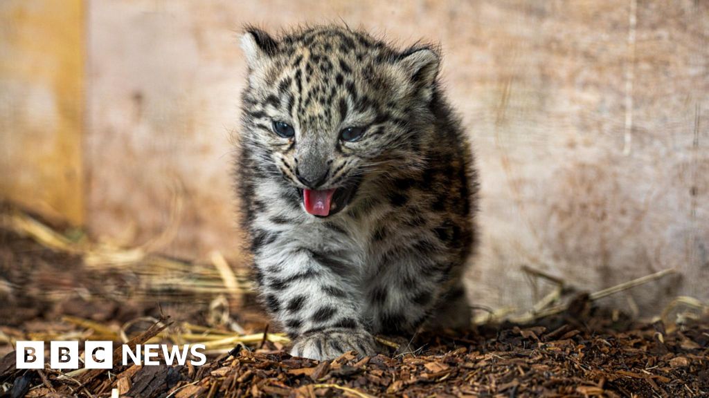 Snow leopard cubs venture outside for first time at Highland Wildlife Park - BBC