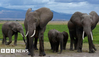 Amboseli elephant deaths: Kenya Wildlife Service suspects pesticide-sprayed tomatoes to be the cause - BBC