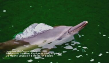 Rare dolphin sighting off Vancouver Island has researchers intrigued - CTV News