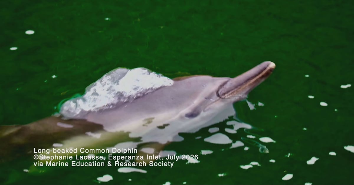 Rare dolphin sighting off Vancouver Island has researchers intrigued - CTV News