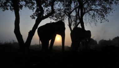 ‘Nowhere left for us to run’: Same wild elephant keeps returning to village to kill four members of a family over 14 years