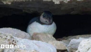 First sighting of young puffin off Dorset coast for 30 years - BBC