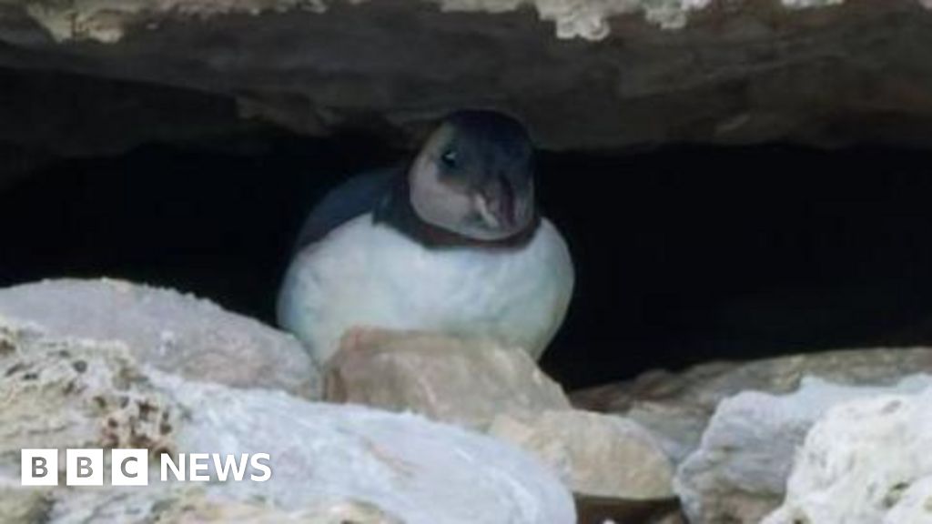 First sighting of young puffin off Dorset coast for 30 years - BBC