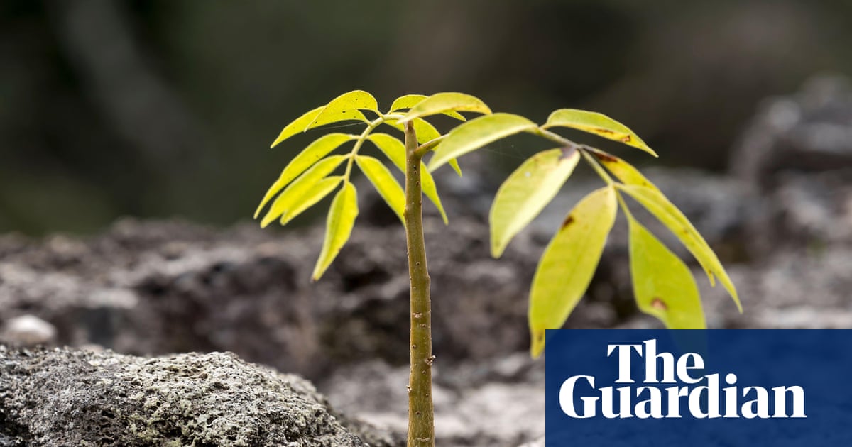 Legal logging and soaring saplings: the ‘green islands’ bucking the deforestation trend in central America | Environment