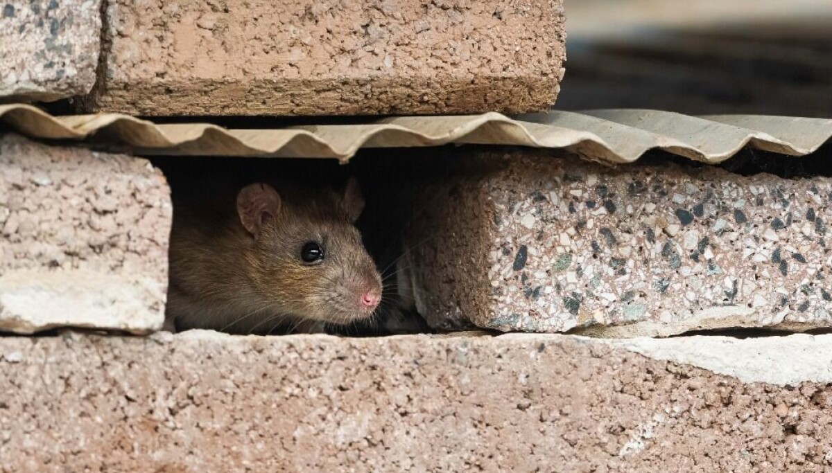 It's an AI web, and we're just rats in the walls