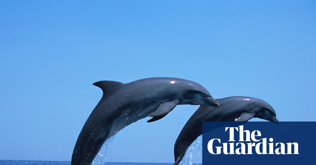 Dolphins increasingly rely on trawlers for food in overfished Adriatic, say scientists | Dolphins