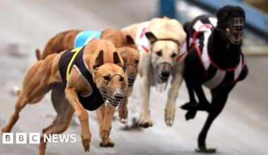 Greyhounds bound for Australia as New Zealand racing ban takes effect - bbc.com