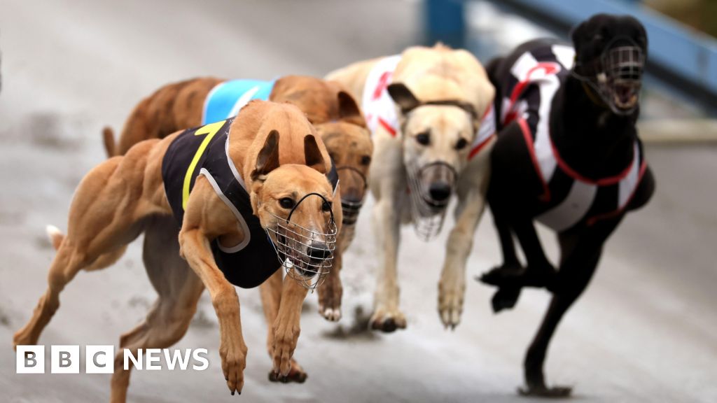 Greyhounds bound for Australia as New Zealand racing ban takes effect - bbc.com
