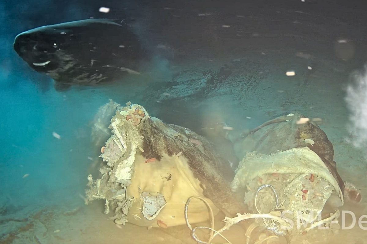 Pacific sleeper shark in South China Sea