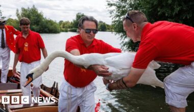Rise in swan numbers despite bird flu outbreak - BBC