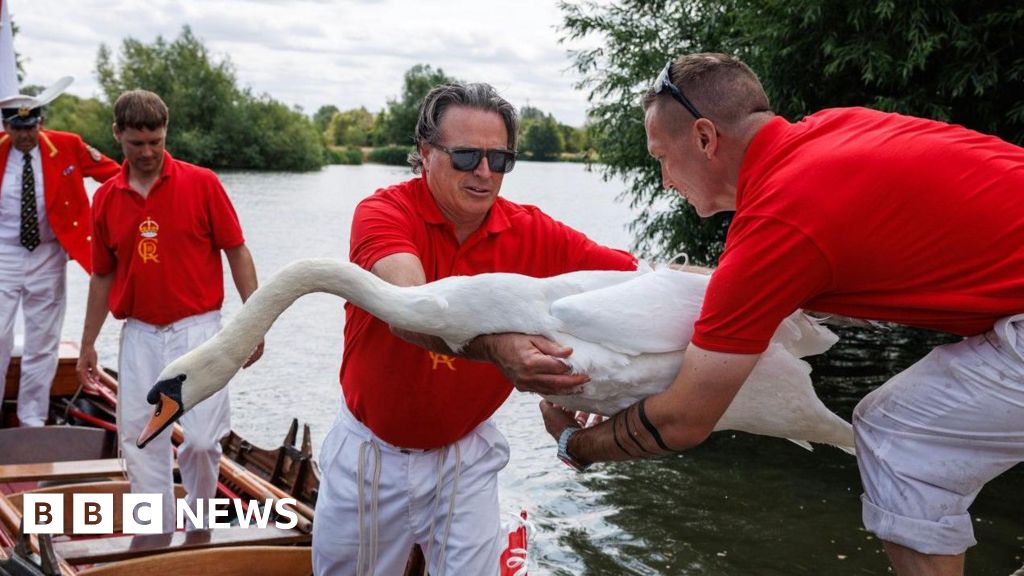 Rise in swan numbers despite bird flu outbreak - BBC