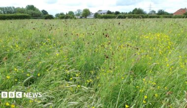 A photograph of a wildflower meadow, packed full of green grass, grass heads, yellow buttercup flowers and dark red flowers. On the horizon is a hedge, trees and the roofs of a couple of houses under a hazy sky.