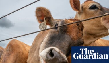 Experts warn of ways screwworm could spread in the US and new difficulties in keeping it at bay | US news