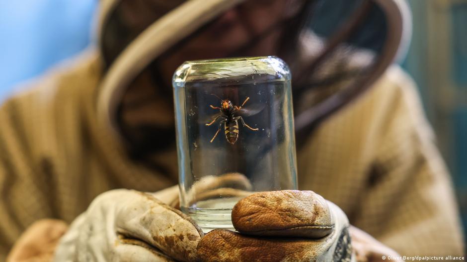 Invasive species spread across Europe