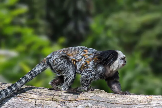 White-headed marmoset / tufted-ear marmoset / Geoffroy's marmoset / Geoffrey's marmoset (Callithrix geoffroyi) endemic to forests in eastern Brazil