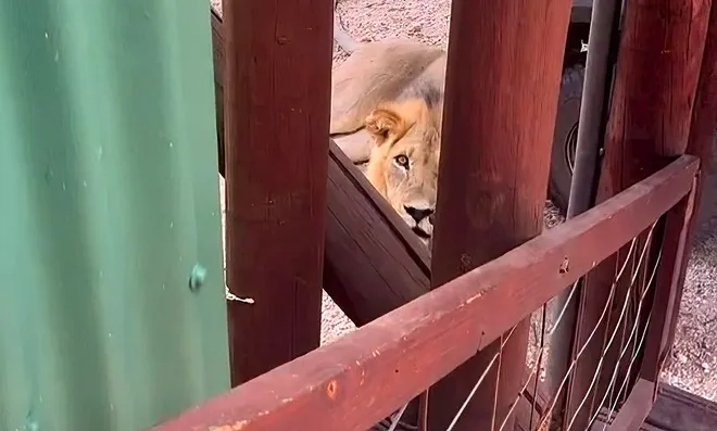 Lion makes eye contact with safari guests.