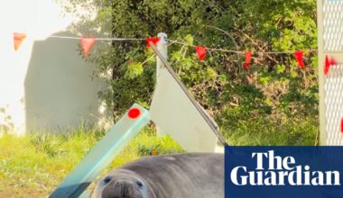 A 1,000kg mammal is wreaking havoc in Tasmania – and Neil the seal is loved for it | Tasmania