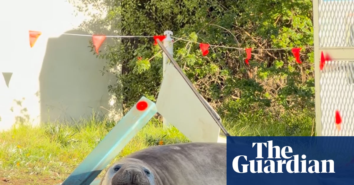 A 1,000kg mammal is wreaking havoc in Tasmania – and Neil the seal is loved for it | Tasmania