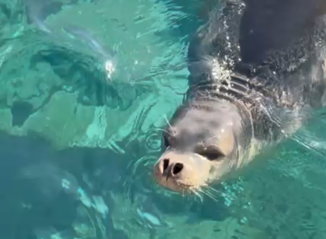 Seal surprises bathers under the runway