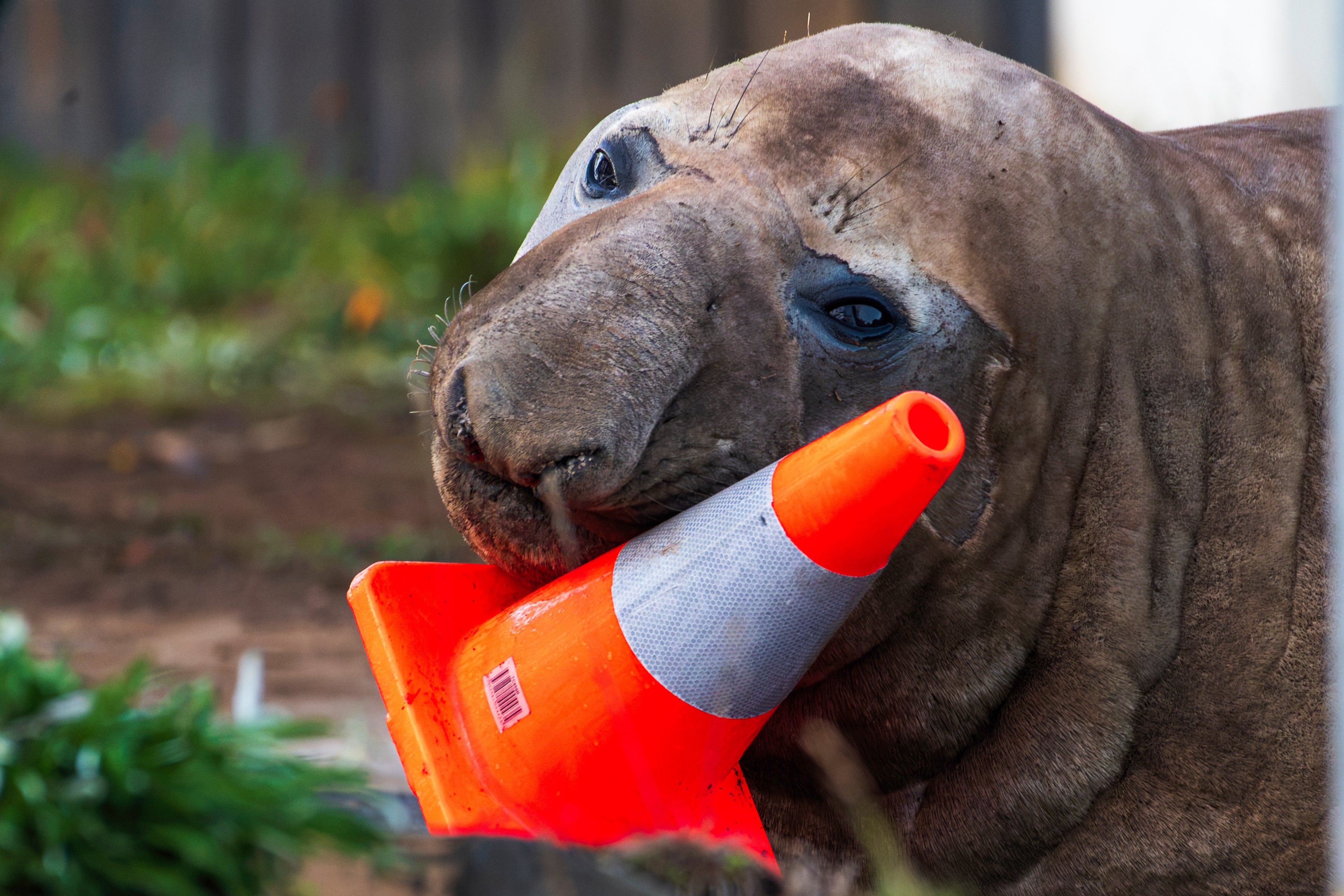 Neil plays with a traffic cone in Tasmania