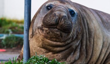 Bad boy elephant seal Neil wreaks havoc across Tasmania sparking public safety fears